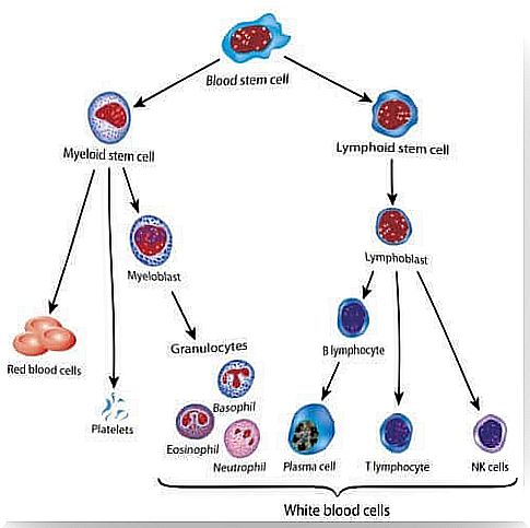 Depiction of leukemia