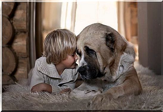 Honesty between child and dog