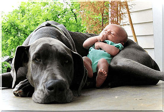 Pets and babies - this is how they can live together!