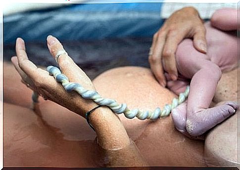 The functions of the umbilical cord are the foundation